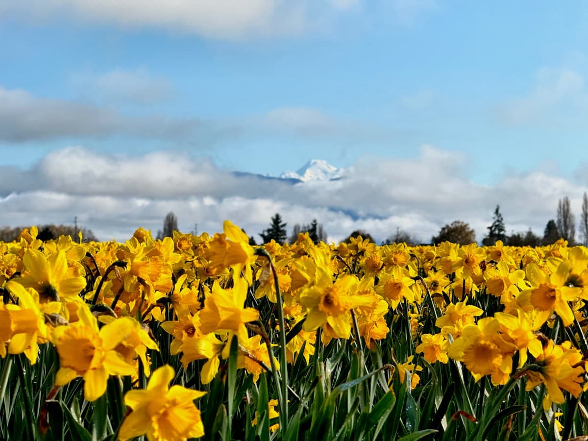 Photography by Jon Levesque